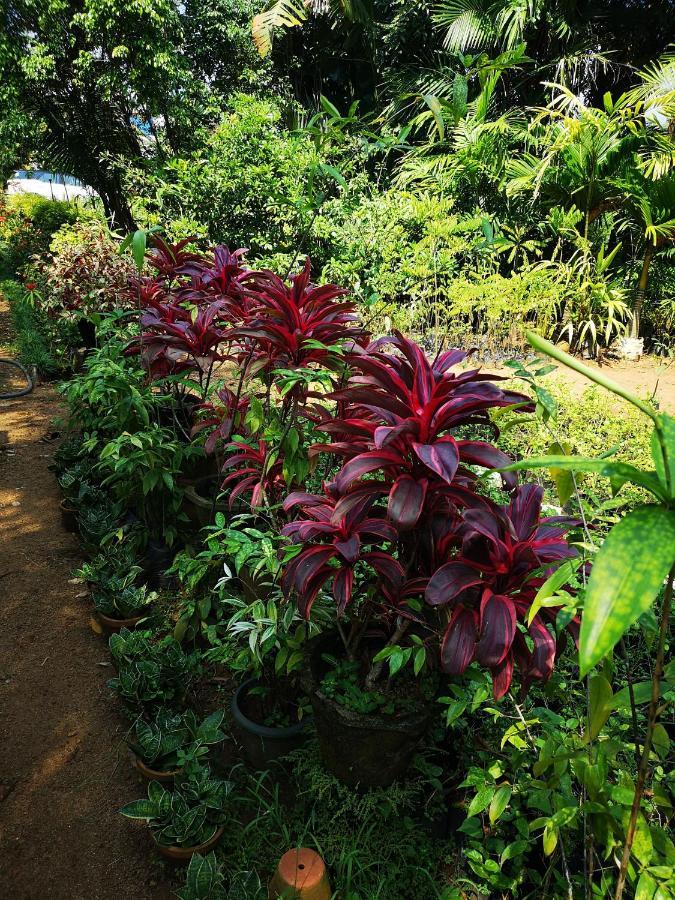 Cherai Lake Resort Cherai Beach Ngoại thất bức ảnh